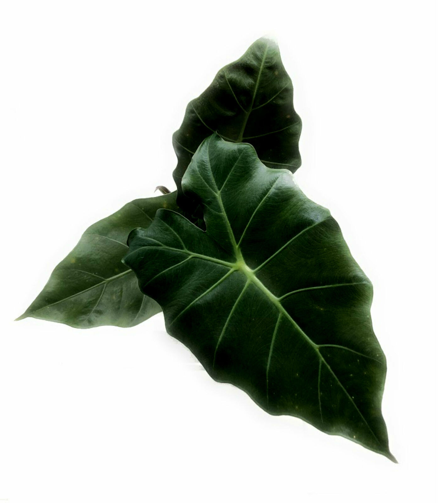 Alocasia Mayan Mask (Elephant Ear) - living room - houseplant