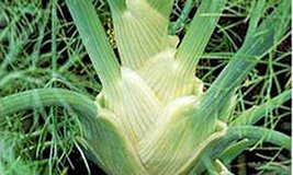 Fennel Seed, Florence Fennel, Heirloom, Non GMO, 100 Seeds, - $2.99