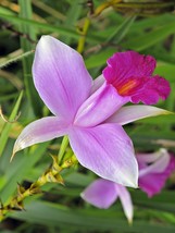1 Cutting Giant Arundina graminifolia Bamboo Orchid - $19.90