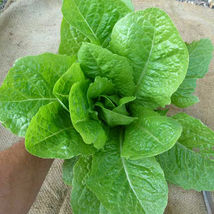 Ship From Us Organic Jericho Lettuce Seeds - 8 Oz SEEDS- Heirloom, NON-GMO TM11 - $217.00