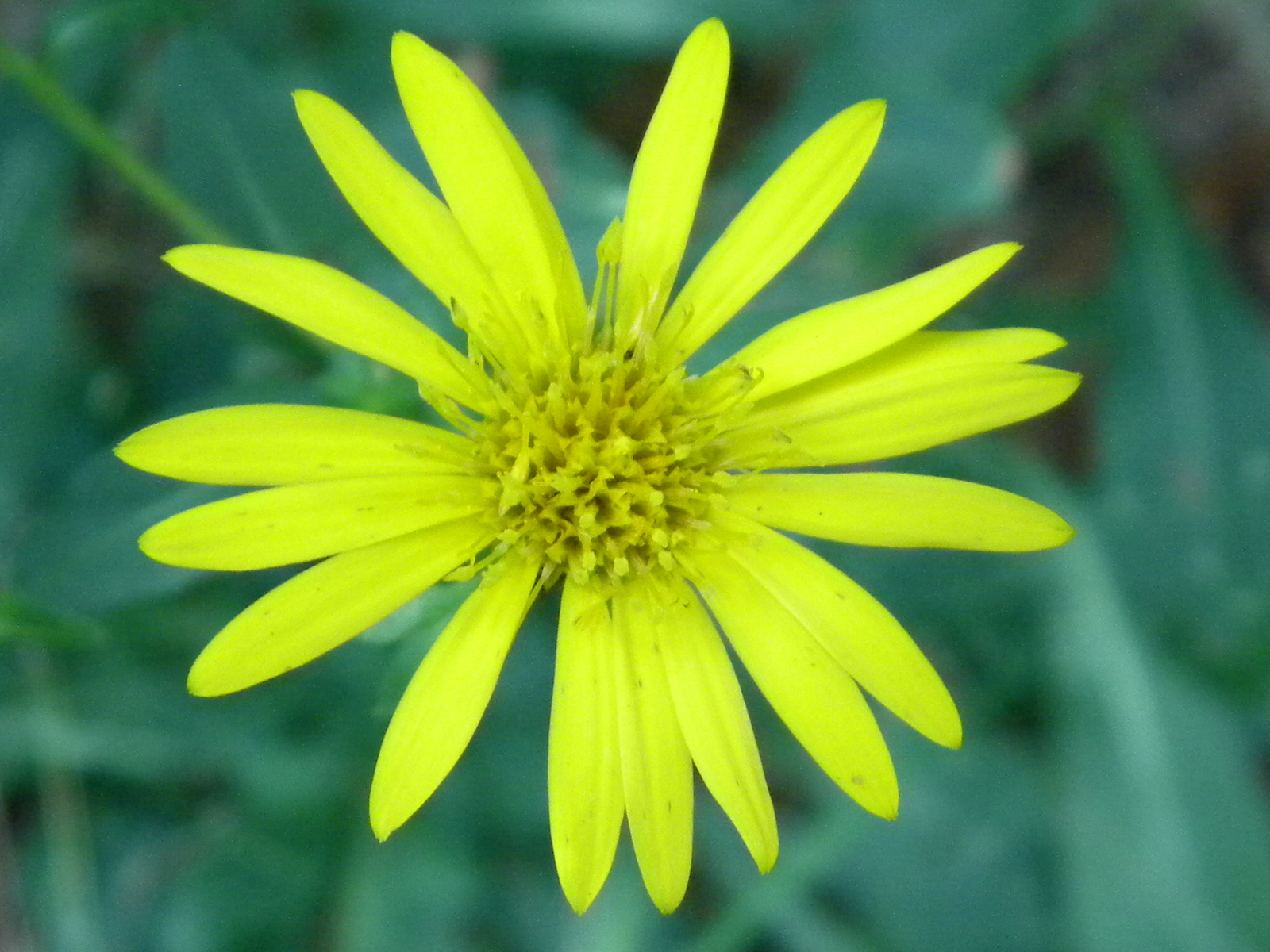 Primary image for Organic Maryland Golden Aster, Chrysopsis mariana, fall color, butterflies