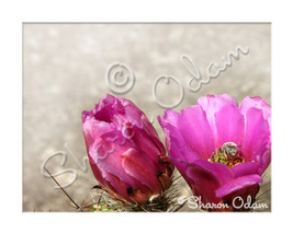 Fine Art Photography Pink Cactus with Bee - $17.98