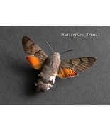 Hummingbird Hawk-moth Macroglossum Stellatarum Real Framed Entomology Sh... - $69.99