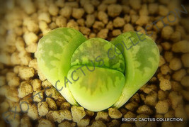 LITHOPS OTZENIANA @ rare mesembs exotic succulent living stones cactus 100 SEEDS - $18.99