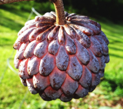 FROM US Live Fruit Tree 10”-24” RED Sugar Apple TP15 - $84.36