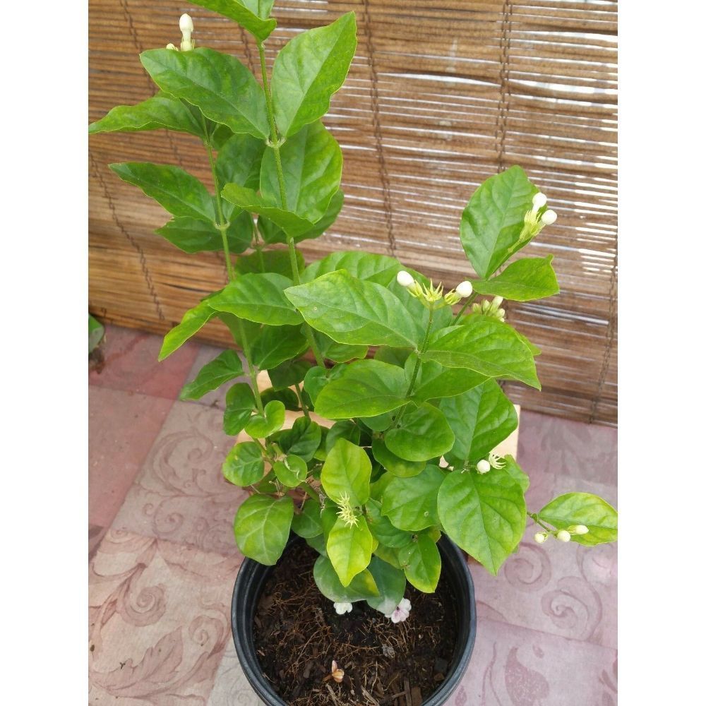 Ohio Grown Arabian Tea Jasmine Plant - Maid of Orleans - 4 Pot