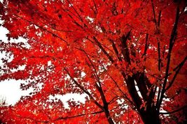 Red Maple 2.5" pot native red maple image 4