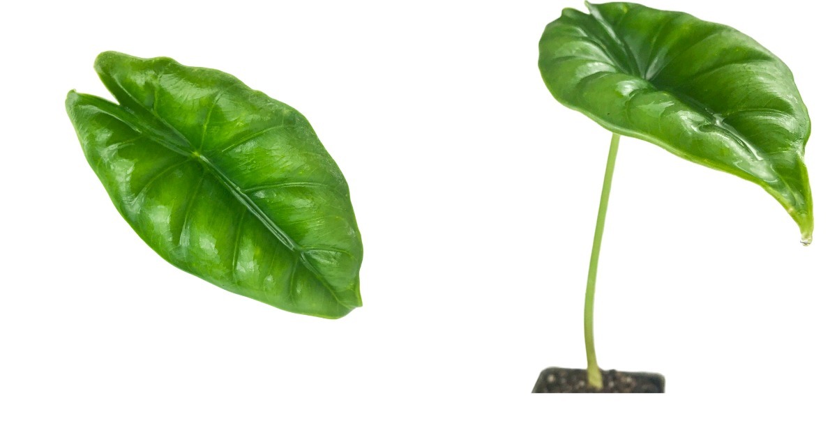 Live Plant Alocasia Reversa Elephant Ear - Alocasia - Live Plant ...