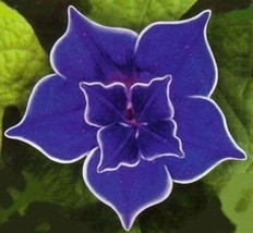 15 MORNING GLORY SEEDS Purple Picotee Flowers Garden Plants - $13.89