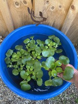 (6) Water Hyacinth Koi Pond Floating Plants Rid Algae LARGE Jumbo 5-7” - $28.50