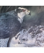 Poster: Falcon Hawk with chicks, 17&quot; x 17&quot; - $14.99