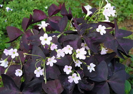10 Bulbs Purple Rain Shamrock - The Love Plant - Edible - Oxalis triangularis - $12.98