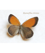Real Butterfly Coenonympha Arcania Pearly Heath  Framed Taxidermy Shadowbox - $48.99