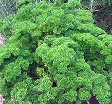 Parsley Seed, Moss Curled, Heirloom, Non GMO, 100 Seeds, Parsley Seeds - $2.99