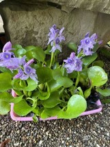 Special (6) Water Hyacinth Koi Pond Floating Plants Algae Filter 5” Blooms Now - $28.00
