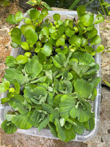 (15) MIX Water Lettuce & Hyacinth Koi Pond Bio Filter small - Medium Plants 2-4” - $38.00