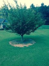 2 Kwanzan Flowering Cherry trees 2.5" pots image 4