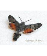 Real Hummingbird Hawk-moth Macroglossum Stellatarum Framed Entomology Sh... - $68.99
