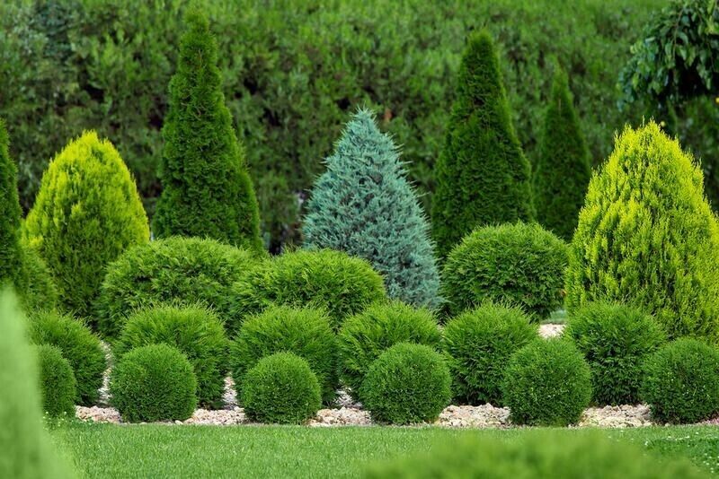 Little Giant Dwarf Arborvitae 1 qt. pot- Plants & Seedlings