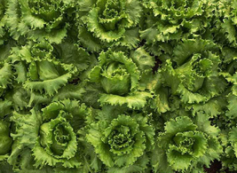 Lettuce Seeds - Crisphead - Salinas - Outdoor Living - Gardening - Free Shippin - $28.99