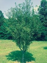 2 Okame Flowering Cherry trees image 3