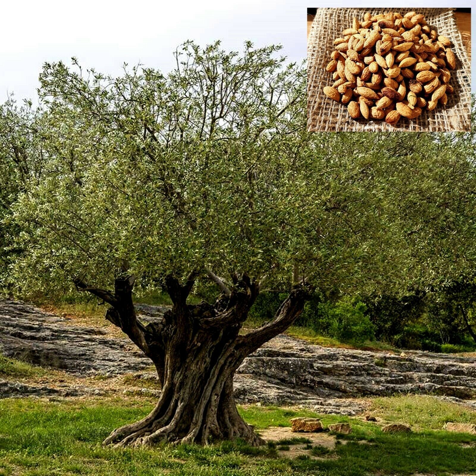 Olive tree Arbequina 200 Fresh seeds Tree Seeds