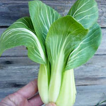 Ship From Us Organic Baby Pak Choi Seeds - 8 Oz Seeds Packet -NON-GMO TM11 - $92.16