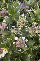 Varigated Hydrangea - Multi Color Leaf Easy to Grow Plants - $64.99