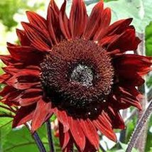 Sunflower, Red Sun, 20+ Seeds, Beautiful Bright Red Blooms - $1.59