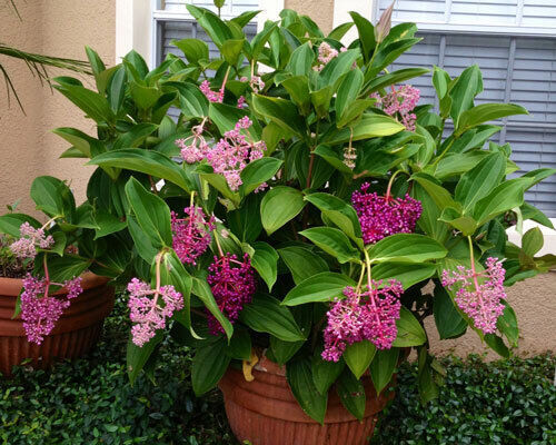 Night Blooming Jasmine~ Cestrum Nocturnum~ Live Plant~ Intensely