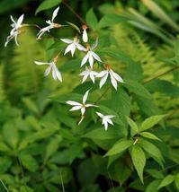 39 seeds indian physic, WHITE PERENNIAL FLOWER - $13.00