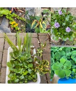 Koi Pond Plant Custom Combo U CHOOSE Floating Water Hyacinth Lettuce Iri... - $9.50+