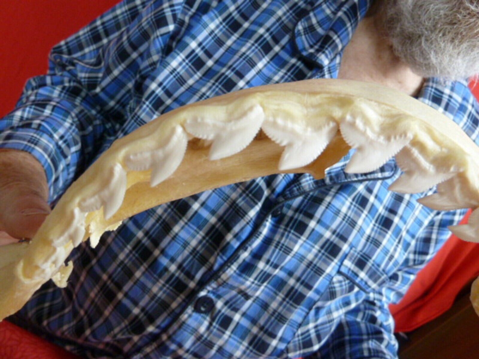 sj470-89) 17-1/2" Tiger SHARK jaw sharks jaws t**th Galeocerdo