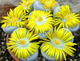 LITHOPS GEYERI, rare living stones exotic mesembs rocks succulent seed 15 SEEDS - $8.99