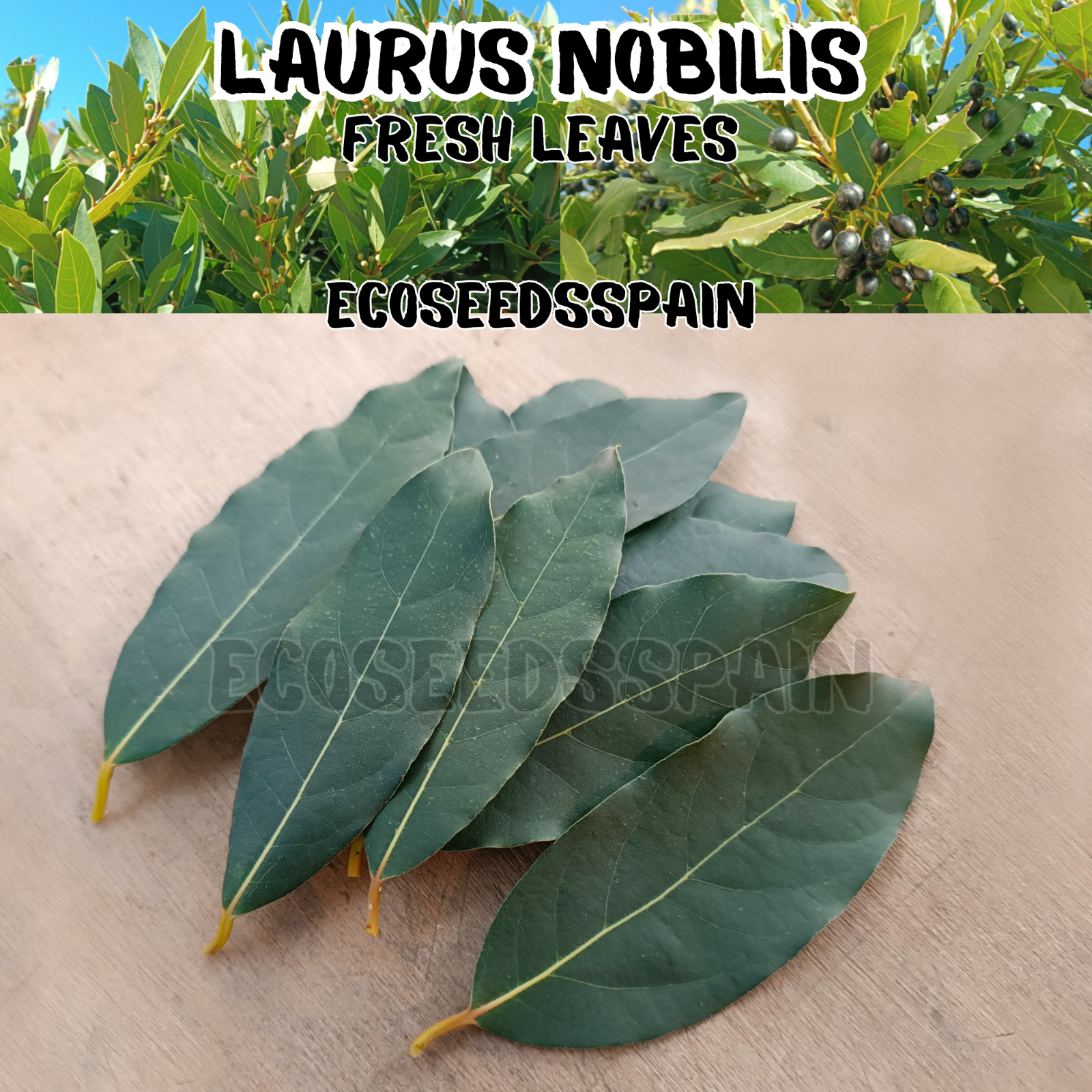 Laurus Nobilis 25-100 Fresh Picked Big Bay Leaves Leaf Ecological Organic Herb - $5.46 - $13.11