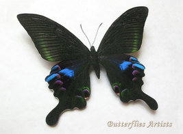 Blue Peacock Papilio Arcturus Real Butterfly Entomology Double Glass Dis... - $98.99