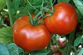 Tomato, Rutgers, Heirloom, 500 Seeds, Deliciously Sweet RED Tasty Fruit - $9.99