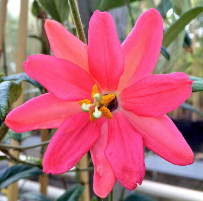 5 Pc Seeds Passion Flower Vine Plant, Passiflora Adulterina Vine Seeds