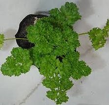 Parsley, Triple Curled Parsley Seeds, Heirloom, Organic, Non GMO, 25 See... - $1.99
