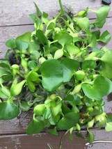 (15) Water Hyacinth Koi Pond Floating Plants Rid Algae Medium - Small 2”-4” - $46.31