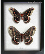 Real Robin Silk Moths Hyalophora Cecropia PAIR Framed Entomology Shadowbox  - $179.99