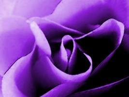 5 Pcs Purple Rose Seeds #MNSF - $14.00