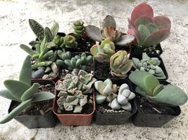 2 in. Fully Rooted Unique Rare Succulent Collection (Pack of 6) image 3