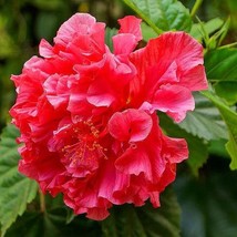 Hibiscus rosa-sinensis Double Red Hibiscus  - $13.90