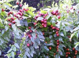 20 Pcs Red Chinese Date Tree Seeds #MNSF - $16.00