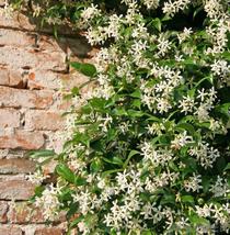 Cestrum nocturnum Plant Jasmine Night Blooming Approx 5 inches Bare root - $19.49