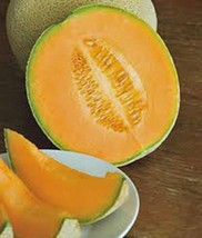 Cantaloupe Seed​, Hales Best Jumbo, Heirloom, Organic, Non Gmo, 100 Seeds, Melon - $3.99