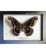 Real Silk Moth Robin Hyalophora Cecropia Framed Entomology Shadowbox  - $78.99