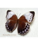Rusty Red Jungle Queen Stichophthalma Louisa Butterfly Framed Entomology... - $59.99