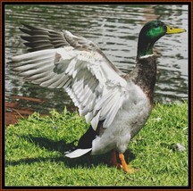 Mallard Duck - Male ~~ counted cross stitch pattern PDF - $15.99